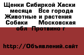 Щенки Сибиркой Хаски 2 месяца - Все города Животные и растения » Собаки   . Московская обл.,Протвино г.